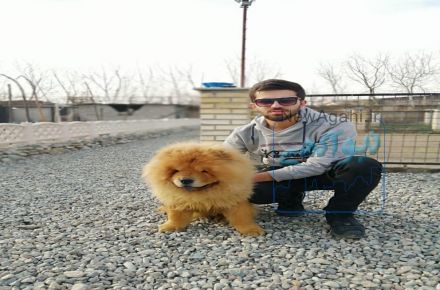 فروش چاوچاو های خرسی 