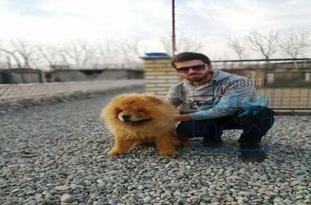 فروش چاوچاو های خرسی 
