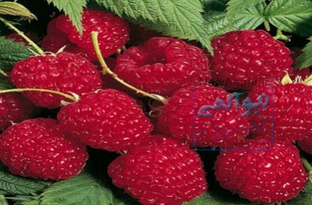 فروش نهال میوه های کمیاب و خاص