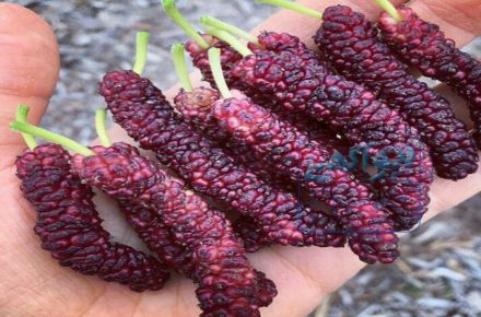 فروش نهال میوه های کمیاب و خاص