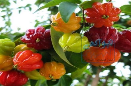 فروش نهال میوه های کمیاب و خاص