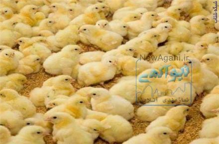 فروش جوجه مرغ یک روزه گوشتی جوجه محلی صنعتی و هلندی