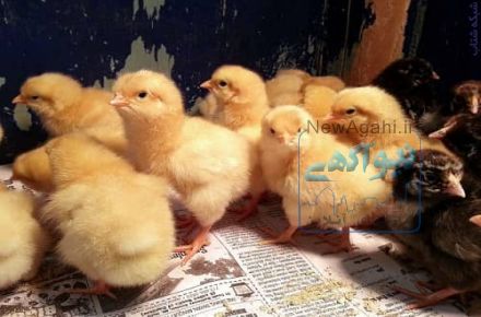 فروش جوجه مرغ یک روزه گوشتی جوجه محلی صنعتی و هلندی